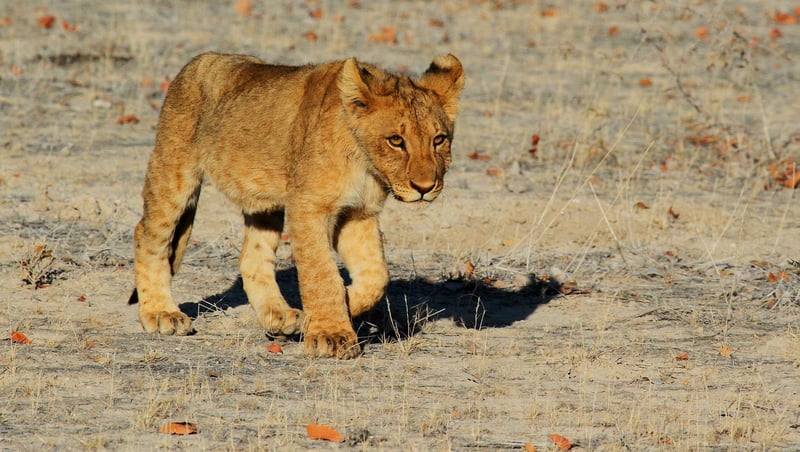 Lion in the jungle